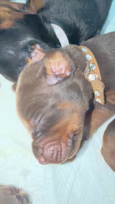 Blaze AVE MY , a male Doberman Pinscher for sale in Richmond, VA – 2 of 2