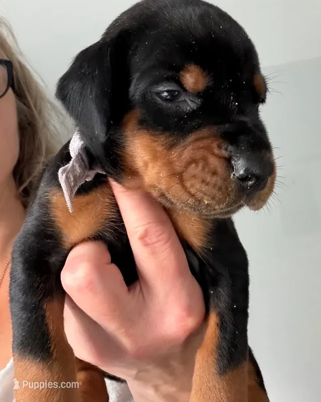 Bagheera AVE MY  – Doberman Pinscher puppy for sale in Richmond, VA