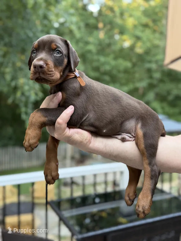 Blaze AVE MY  – Doberman Pinscher puppy for sale in Richmond, VA