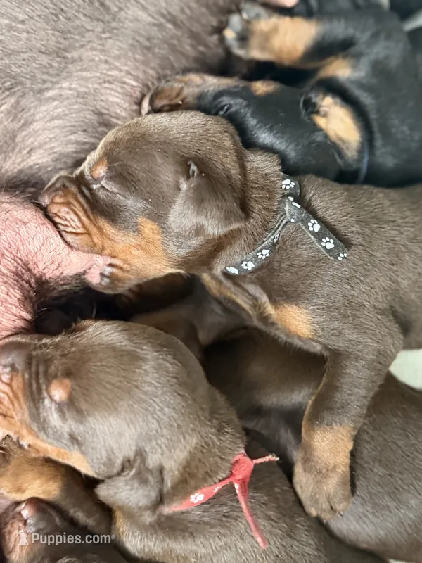 Brutus AVE MY – Doberman Pinscher puppy for sale in Richmond, VA