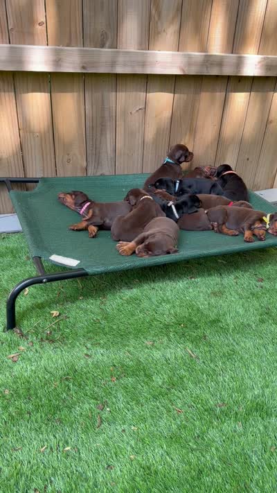 Boomer AVE MY, a male Doberman Pinscher for sale in Richmond, VA – 9 of 9