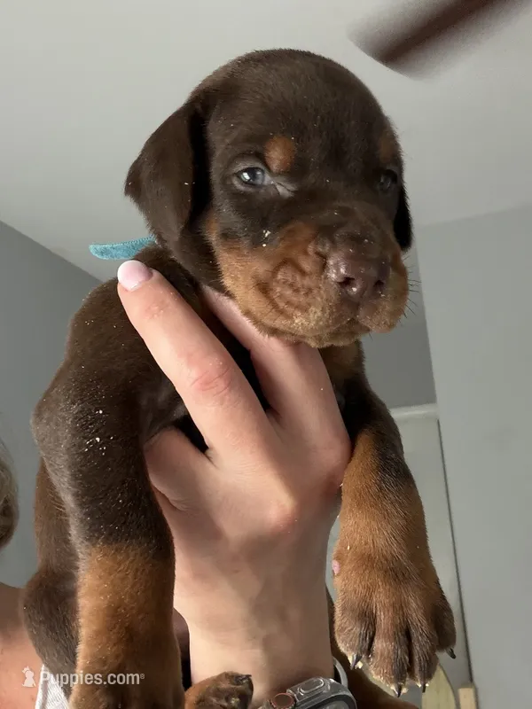 Bruce AVE MY – Doberman Pinscher puppy for sale in Richmond, VA
