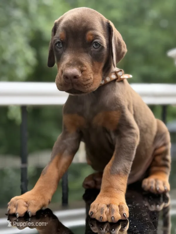 Blaze AVE MY  – Doberman Pinscher puppy for sale in Richmond, VA