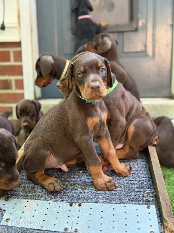 Bruce AVE MY – Doberman Pinscher puppy for sale in Richmond, VA
