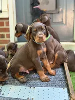 Bruce AVE MY, a male Doberman Pinscher for sale in Richmond, VA – 1 of 4