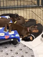 Boomer AVE MY, a male Doberman Pinscher for sale in Richmond, VA – 8 of 9