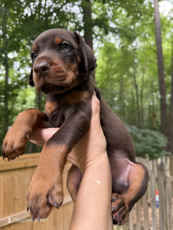 Brutus AVE MY – Doberman Pinscher puppy for sale in Richmond, VA