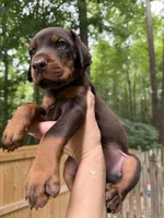 Brutus AVE MY, a male Doberman Pinscher for sale in Richmond, VA – 1 of 5