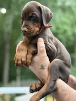 Boomer AVE MY, a male Doberman Pinscher for sale in Richmond, VA – 5 of 9