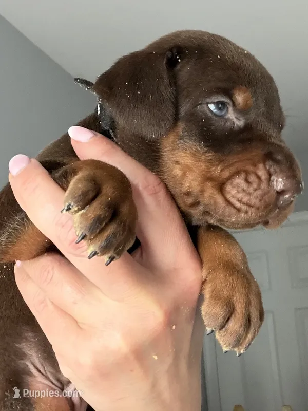 Brutus AVE MY – Doberman Pinscher puppy for sale in Richmond, VA