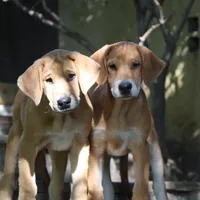Little John, a male Doberman Pinscher and Great Pyrenees for sale in Glendale, CA – Photo 8 of 10