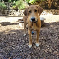 Little John, a male Doberman Pinscher and Great Pyrenees for sale in Glendale, CA – Photo 2 of 10