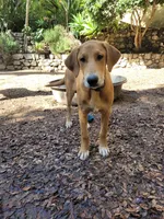 Little John, a male Doberman Pinscher and Great Pyrenees for sale in Glendale, CA – Photo 2 of 10