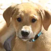 Little John, a male Doberman Pinscher and Great Pyrenees for sale in Glendale, CA – Photo 5 of 10