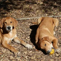 Little John, a male Doberman Pinscher and Great Pyrenees for sale in Glendale, CA – Photo 4 of 10