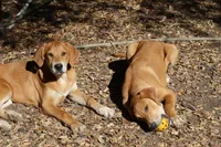 Little John, a male Doberman Pinscher and Great Pyrenees for sale in Glendale, CA – Photo 4 of 10