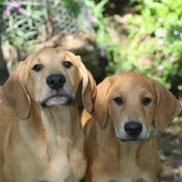 Little John, a male Doberman Pinscher and Great Pyrenees for sale in Glendale, CA – Photo 3 of 10