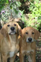 Little John, a male Doberman Pinscher and Great Pyrenees for sale in Glendale, CA – Photo 3 of 10