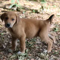Little John, a male Doberman Pinscher and Great Pyrenees for sale in Glendale, CA – Photo 9 of 10