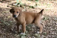 Little John, a male Doberman Pinscher and Great Pyrenees for sale in Glendale, CA – Photo 9 of 10