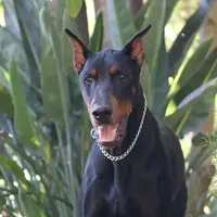 Little John, a male Doberman Pinscher and Great Pyrenees for sale in Glendale, CA – Photo 6 of 10