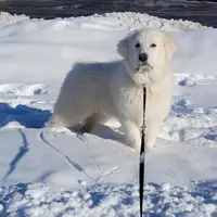 Little John, a male Doberman Pinscher and Great Pyrenees for sale in Glendale, CA – Photo 7 of 10