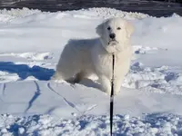 Little John, a male Doberman Pinscher and Great Pyrenees for sale in Glendale, CA – Photo 7 of 10