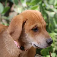 Mabel, a female Doberman Pinscher and Great Pyrenees for sale in Glendale, CA – Photo 7 of 10