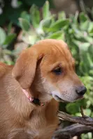 Mabel, a female Doberman Pinscher and Great Pyrenees for sale in Glendale, CA – Photo 7 of 10