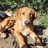 Mabel, a female Doberman Pinscher and Great Pyrenees for sale in Glendale, CA – Photo 1 of 10