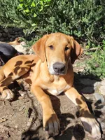 Mabel, a female Doberman Pinscher and Great Pyrenees for sale in Glendale, CA – Photo 1 of 10