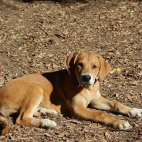 Mabel, a female Doberman Pinscher and Great Pyrenees for sale in Glendale, CA – Photo 5 of 10