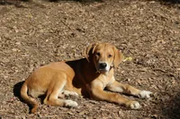 Mabel, a female Doberman Pinscher and Great Pyrenees for sale in Glendale, CA – Photo 5 of 10