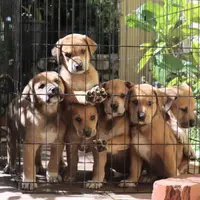 Mabel, a female Doberman Pinscher and Great Pyrenees for sale in Glendale, CA – Photo 8 of 10