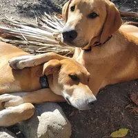 Mabel, a female Doberman Pinscher and Great Pyrenees for sale in Glendale, CA – Photo 2 of 10
