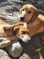 Mabel, a female Doberman Pinscher and Great Pyrenees for sale in Glendale, CA – Photo 2 of 10