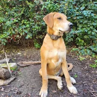 Mabel, a female Doberman Pinscher and Great Pyrenees for sale in Glendale, CA – Photo 3 of 10