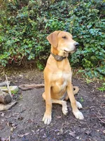 Mabel, a female Doberman Pinscher and Great Pyrenees for sale in Glendale, CA – Photo 3 of 10