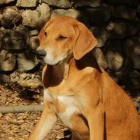 Mabel, a female Doberman Pinscher and Great Pyrenees for sale in Glendale, CA – Photo 4 of 10