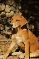 Mabel, a female Doberman Pinscher and Great Pyrenees for sale in Glendale, CA – Photo 4 of 10