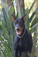 Mabel, a female Doberman Pinscher and Great Pyrenees for sale in Glendale, CA – Photo 9 of 10
