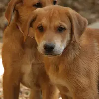 Mabel, a female Doberman Pinscher and Great Pyrenees for sale in Glendale, CA – Photo 6 of 10