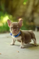Nugget , a male French Bulldog for sale in Temecula, CA – 3 of 3