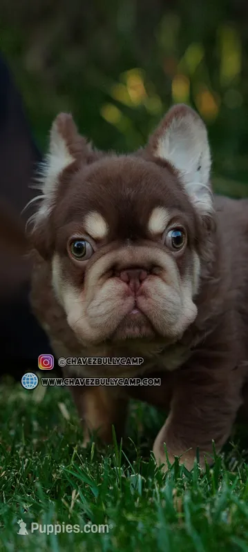 Wolly – French Bulldog puppy for sale in Temecula, CA