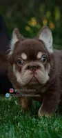Wolly, a male French Bulldog for sale in Temecula, CA – 1 of 1