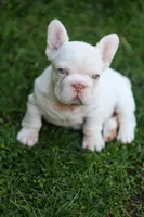 Zelda, a female French Bulldog for sale in Temecula, CA – Photo 7 of 8