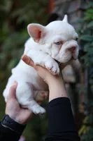 Zelda, a female French Bulldog for sale in Temecula, CA – Photo 2 of 8