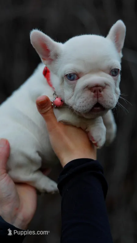Zelda – French Bulldog puppy for sale in Temecula, CA