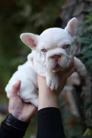Zelda, a female French Bulldog for sale in Temecula, CA – Photo 6 of 8