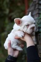 Zelda, a female French Bulldog for sale in Temecula, CA – Photo 4 of 8